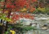 Forests008.jpg