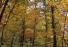 Forests009.jpg