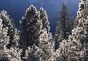 Forests011.jpg