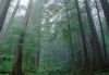 Forests012.jpg
