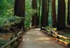 Forests014.jpg