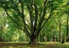Forests019.jpg