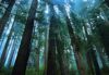 Forests021.jpg