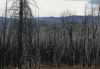 Forests022.jpg