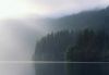 Forests026.jpg