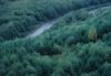 Forests031.jpg