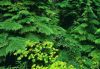 Forests034.jpg