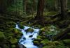 Forests036.jpg