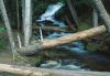 Forests041.jpg