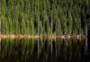 Forests042.jpg