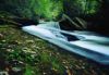 Forests043.jpg