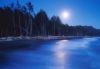 Forests049.jpg