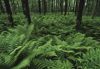 Forests050.jpg