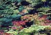 Forests051.jpg