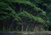 Forests052.jpg