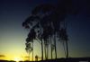 Tropics006.jpg