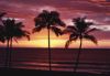 Tropics017.jpg