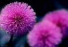 flower_001.jpg