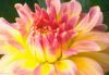 flower_002.jpg