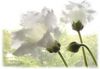 flower_005.jpg