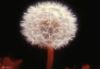 flower_008.jpg
