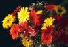flower_010.jpg