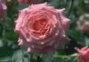 flower_012.jpg