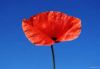 flower_014.jpg