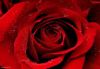 flower_017.jpg