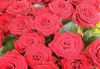 flower_019.jpg