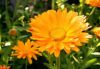 flower_022.jpg