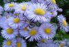 flower_023.jpg