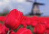 flower_025.jpg