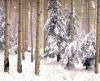 misc_00079.jpg