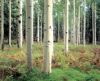 misc_00082.jpg