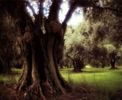 nature006.jpg