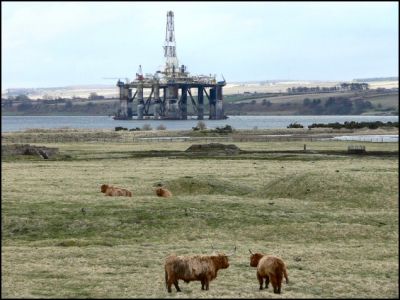 rig-cattle-2.jpg