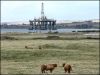 rig-cattle-2.jpg