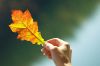 Autumn leaf a82.jpg