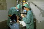 Dentist and assistant working on patient.jpg