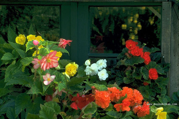 Flowers1.jpg
