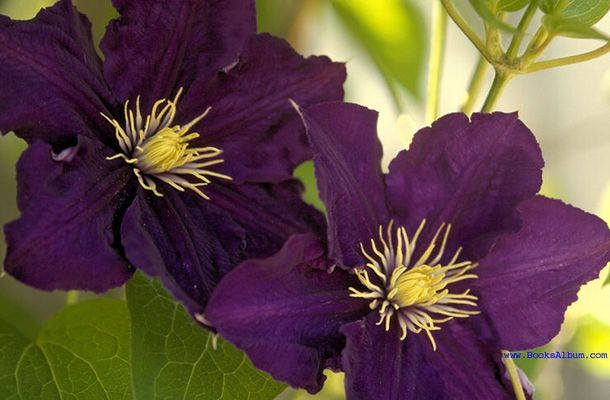 Flowers2.jpg