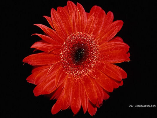 Flowers3.jpg