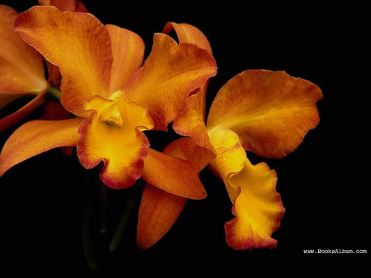 Flowers4.jpg