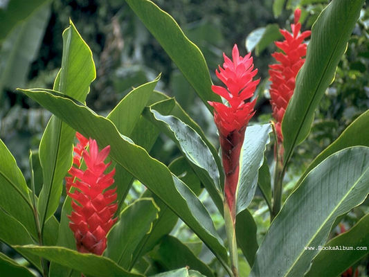 Flowers5.jpg