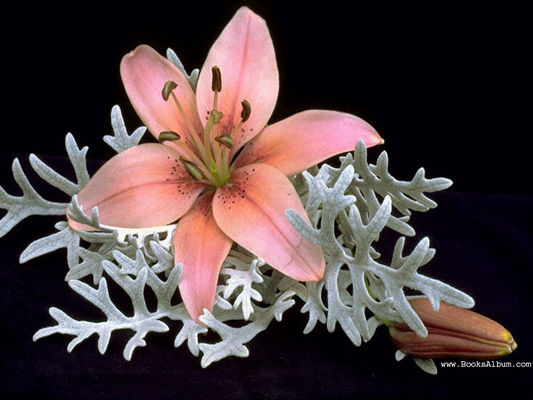 Flowers7.jpg