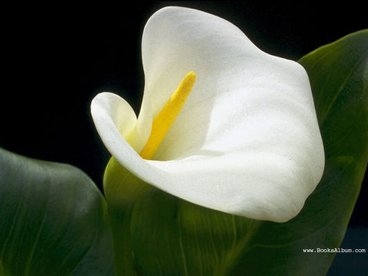 Flowers8.jpg