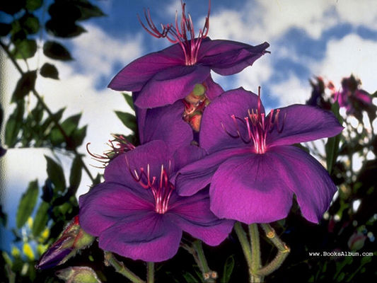 Flowers9.jpg