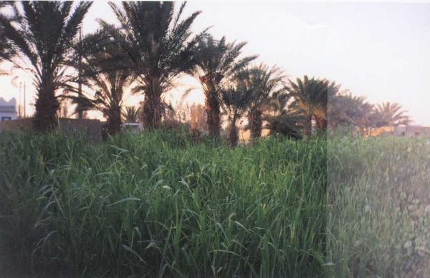 T888.jpg