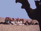 eigeland_07_944.jpg